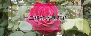 十二枝红玫瑰花语,第1图