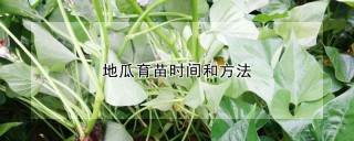 地瓜育苗时间和方法,第1图