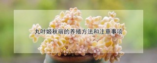 丸叶姬秋丽的养殖方法和注意事项,第1图