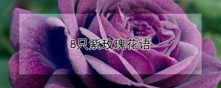 8只紫玫瑰花语,第1图