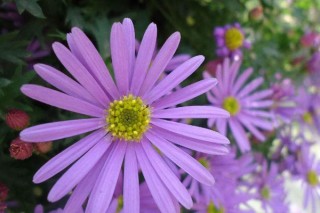 紫色雏菊的花语是什么,第3图