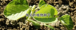 常见的植物种子,第1图