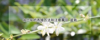 吊兰花的养殖方法和注意事项 盆栽,第1图