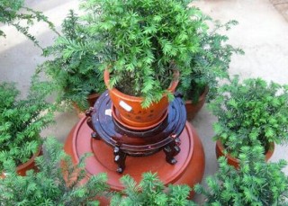 红豆杉适合室内养吗，具有净化空气、延年益寿作用,第2图