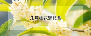 几月桂花满枝香,第1图