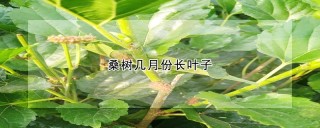 桑树几月份长叶子,第1图