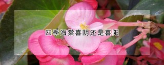 四季海棠喜阴还是喜阳,第1图