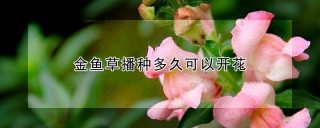 金鱼草播种多久可以开花,第1图