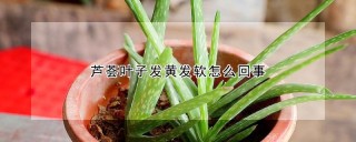 芦荟叶子发黄发软怎么回事,第1图