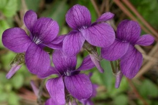 紫花地丁的养殖方法和注意事项,第2图