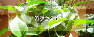 绿箩怎么养,第1图