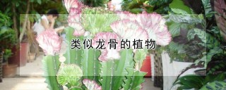 类似龙骨的植物,第1图