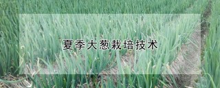 夏季大葱栽培技术,第1图