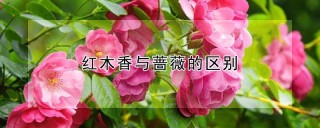 红木香与蔷薇的区别,第1图