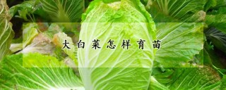 大白菜怎样育苗,第1图