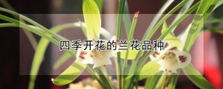 四季开花的兰花品种,第1图