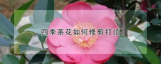 四季茶花如何修剪打顶,第1图