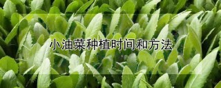 小油菜种植时间和方法,第1图