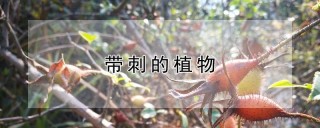 带刺的植物,第1图