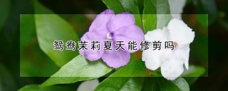 鸳鸯茉莉夏天能修剪吗,第1图