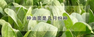 种油菜是几月份种,第1图