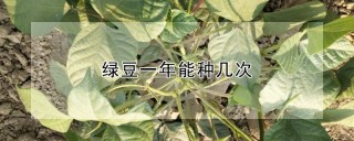 绿豆一年能种几次,第1图