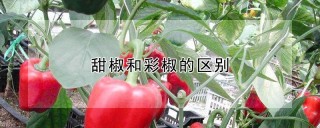 甜椒和彩椒的区别,第1图