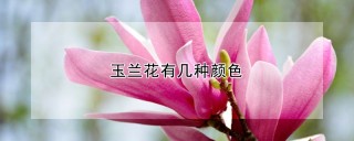 玉兰花有几种颜色,第1图