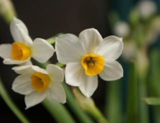 水仙花花语大全，代表着吉祥、祝福、坚贞的爱情,第2图