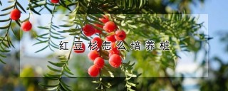 红豆杉怎么培养桩,第1图