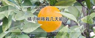 橘子树移栽几天能活,第1图