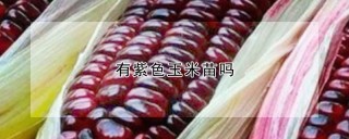 有紫色玉米苗吗,第1图