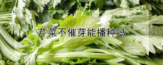 芹菜不催芽能播种吗,第1图