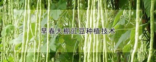 早春大棚豇豆种植技术,第1图