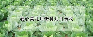 卷心菜几月份种几月份收,第1图