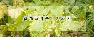 番茄黄叶是什么原因,第1图