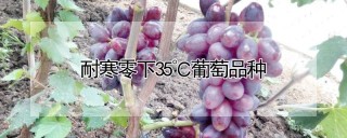 耐寒零下35℃葡萄品种,第1图