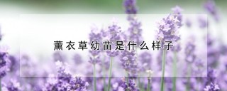 薰衣草幼苗是什么样子,第1图