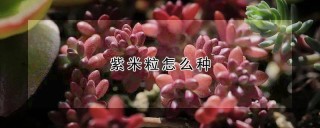 紫米粒怎么种,第1图