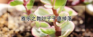 雅乐之舞叶子干瘪掉落,第1图