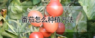 番茄怎么种植方法,第1图