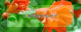 石榴花是什么样子,第1图