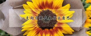 一支向日葵代表什么意思,第1图