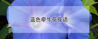 蓝色牵牛花花语,第1图