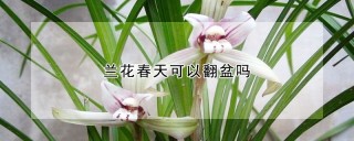 兰花春天可以翻盆吗,第1图