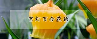 宫灯百合花语,第1图