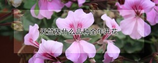 天竺葵什么品种全年开花,第1图