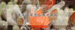 毛毛虫花怎么养才开花,第1图