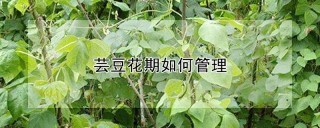 芸豆花期如何管理,第1图