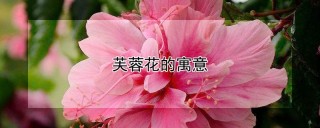 芙蓉花的寓意,第1图